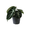 Alocasia  reginula 'Ninja' ( 10 cm )