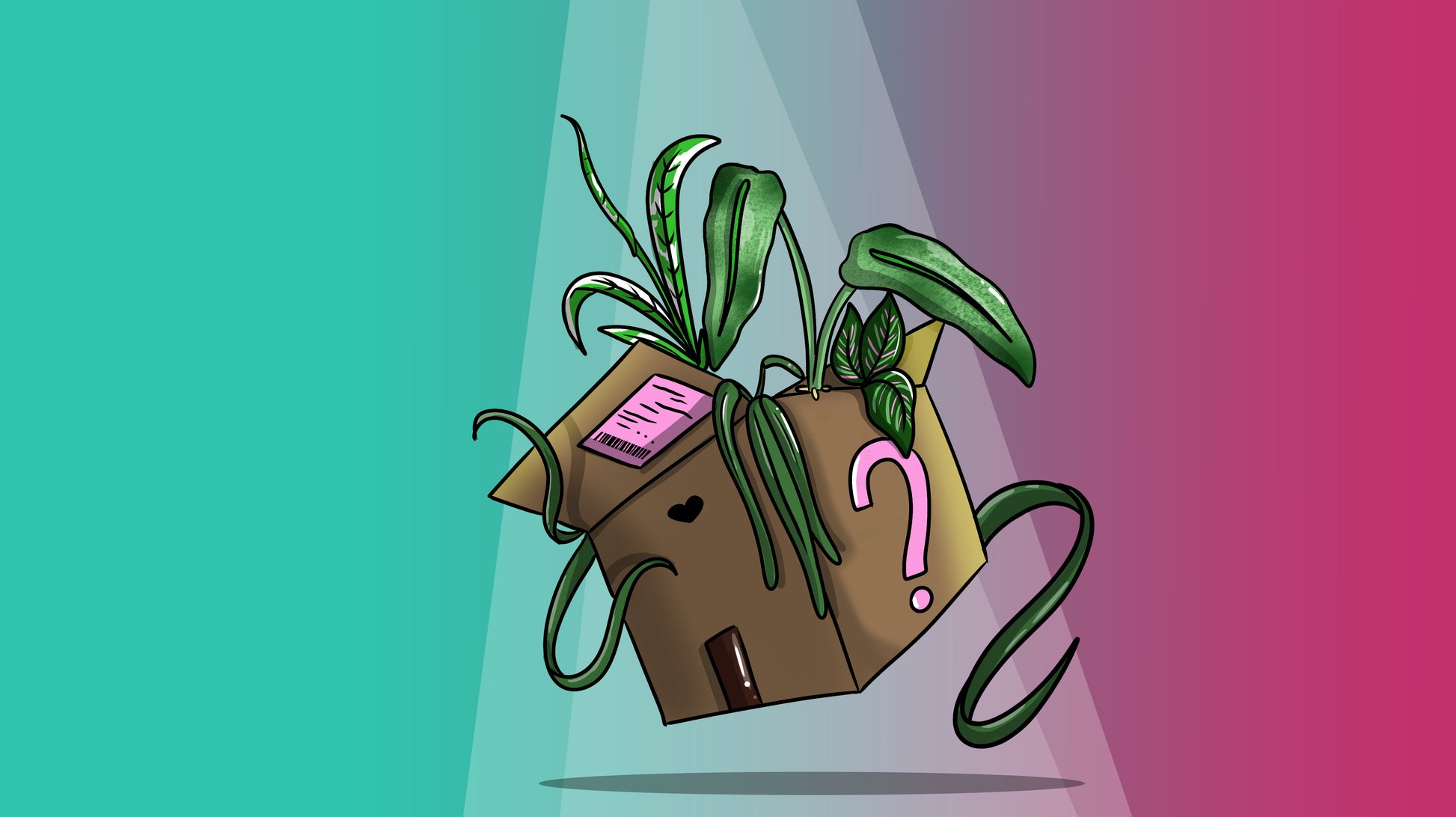 Boite mystère plantes