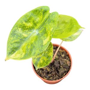 Alocasia 'Pink Dragon Variegata'( 10 cm )