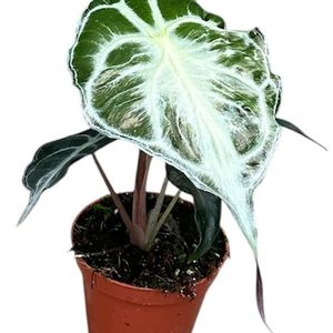 Alocasia 'Venom' ( 12 cm )