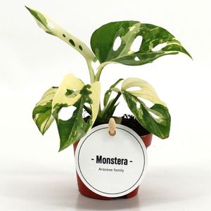 Monstera adansonii 'Variegata' ( 15 cm )