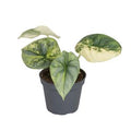 Alocasia 'Silver Dragon Variegata' ( 10 cm )