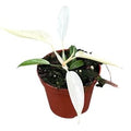 Philodendron FLORIDA GHOST ( 12 cm )