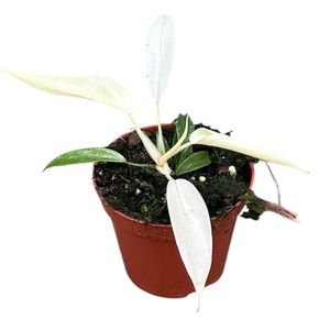 Philodendron FLORIDA GHOST ( 12 cm )