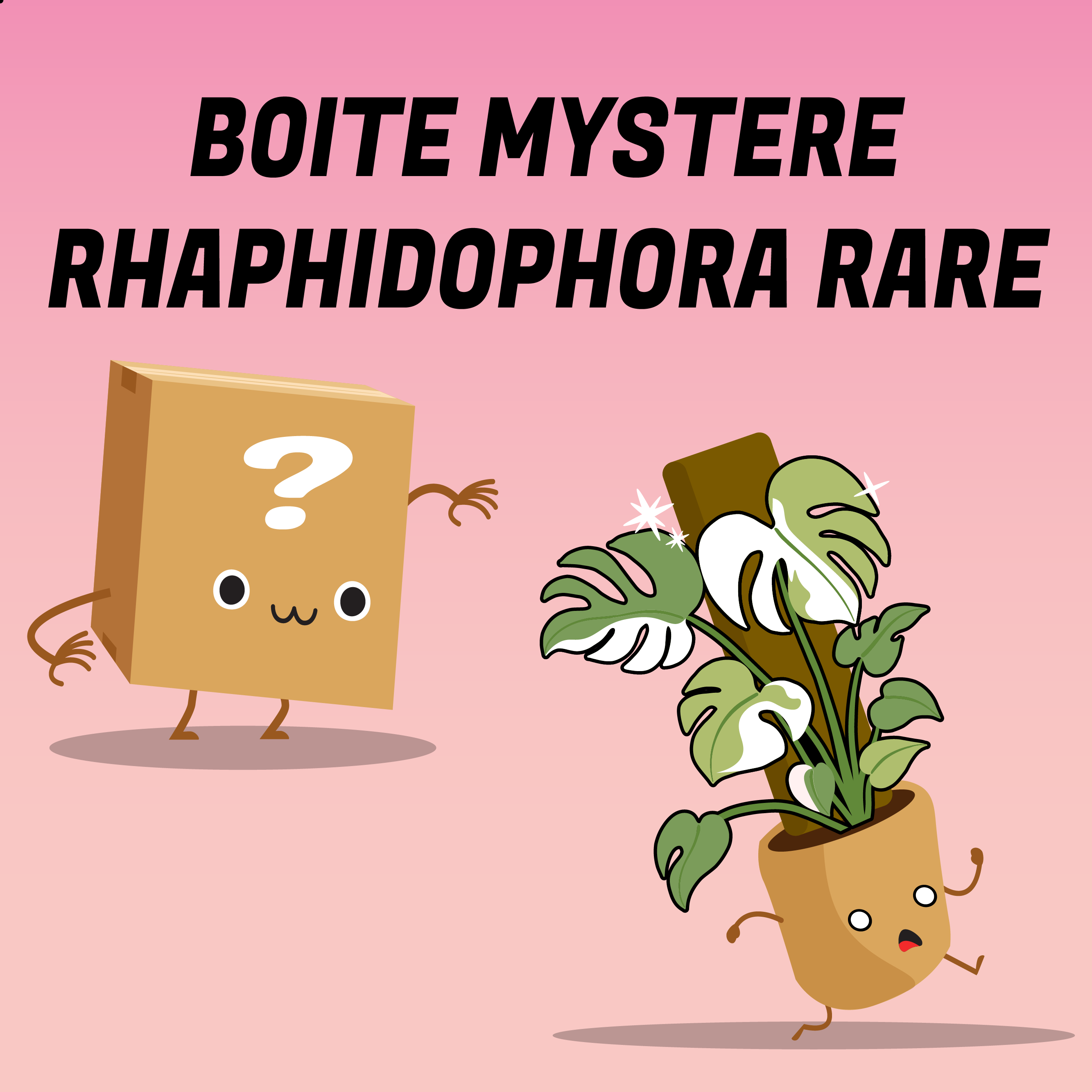 Boite mystère Rhaphidophora rare