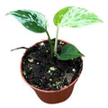 Monstera deliciosa 'Bulbasaur' ( 10 cm )