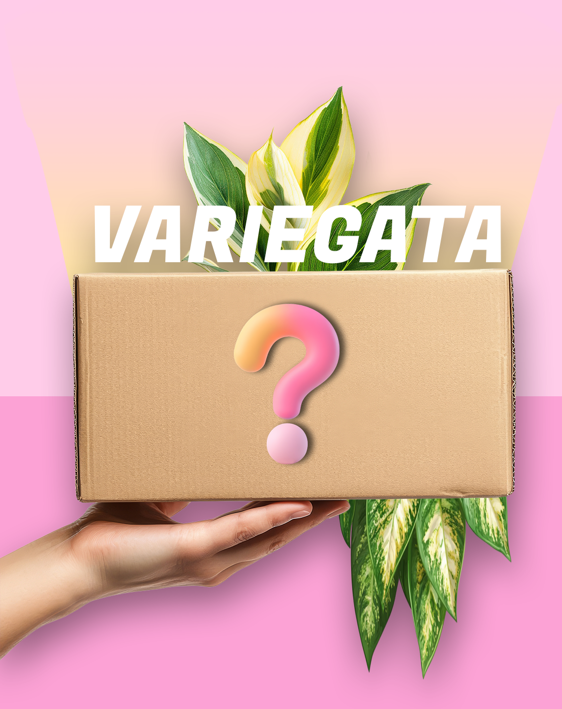 Boite mystère plantes variegata