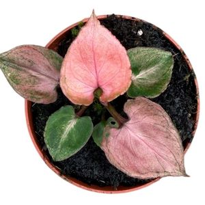 Syngonium 'Pink Perfection' ( 10 cm )