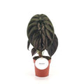 Alocasia cuprea 'Red Secret' ( 25 cm )