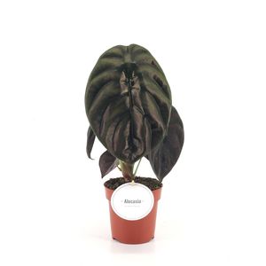 Alocasia cuprea 'Red Secret' ( 25 cm )
