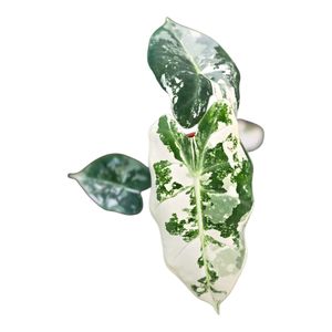 Alocasia micholitziana 'Frydek Variegata' ( 10 cm )