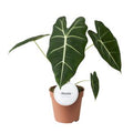 Alocasia micholitziana 'Frydek'( 35 cm )