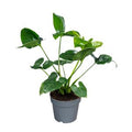 Philodendron 'Fun Bun' ( 30 cm )