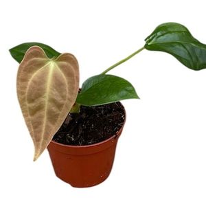 Anthurium 'Napo' ( 12 cm )