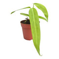 Anthurium pallidiflorum ( 10 cm )