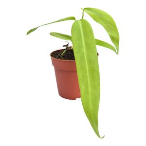 Anthurium pallidiflorum ( 10 cm )