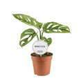 Monstera adansonii MINT ( 30 cm )