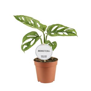 Monstera adansonii MINT ( 30 cm )