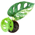 Monstera adansonii 'Aurea' ( 25 cm )