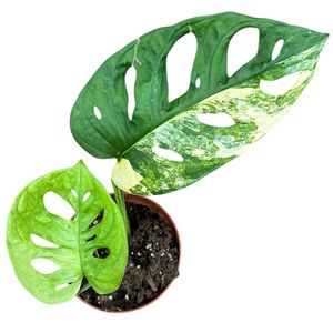Monstera adansonii 'Aurea' ( 25 cm )