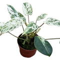 Philodendron 'Emerald Queen'( 25 cm )