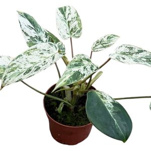 Philodendron 'Emerald Queen'( 25 cm )