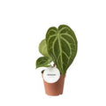 Anthurium magnificum ( 35 cm )