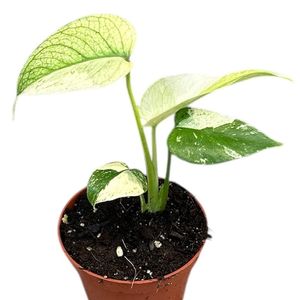 Monstera MINT( 10 cm )