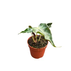 Alocasia 'Loco' ( 10 cm )
