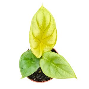 Alocasia 'Golden Dragon' ( 10 cm )