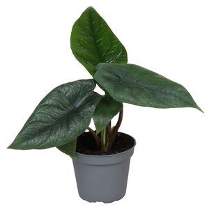 Alocasia scalprum ( 10 cm )