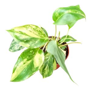 Philodendron burle-marxii 'Variegata' ( 15 cm )