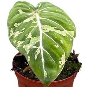 Philodendron gloriosum 'Snow Leopard' ( 15 cm )