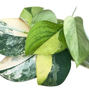 Scindapsus 'Jade Satin Aurea' ( 10 cm )