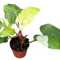 Philodendron 'Fresh Aurea' ( 25 cm )