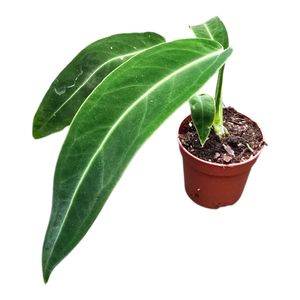 Anthurium warocqueanum ( 15 cm )