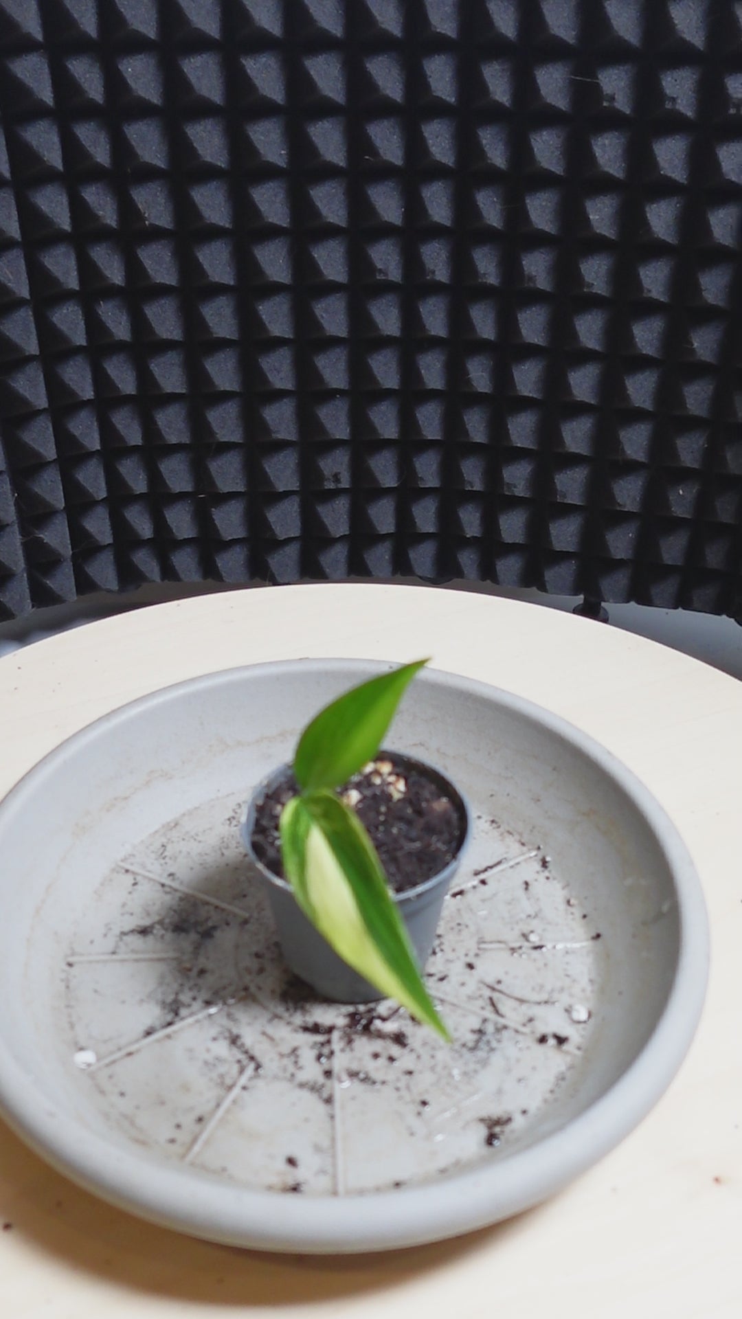 Epipremnum amplissimum 'Variegata'