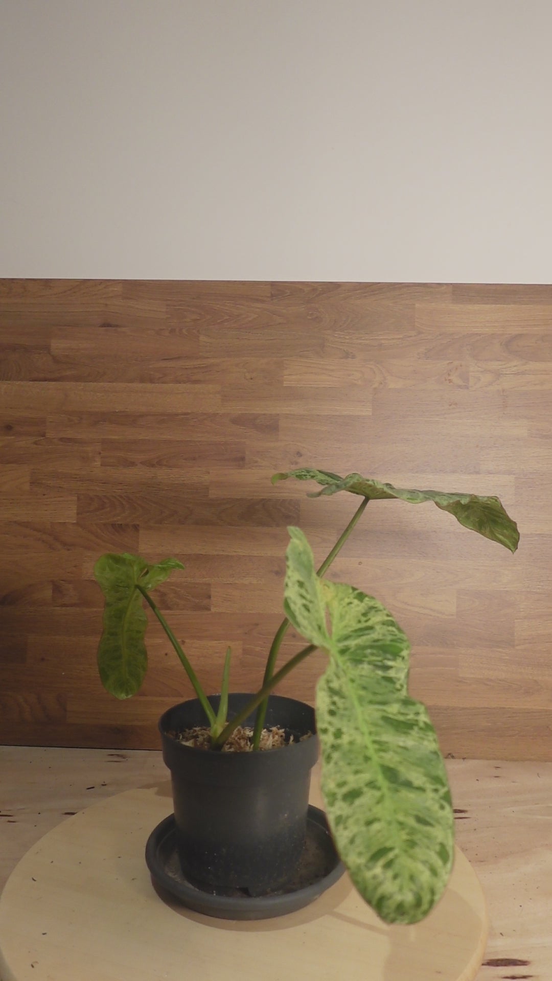 Philodendron 'Paraiso Verde