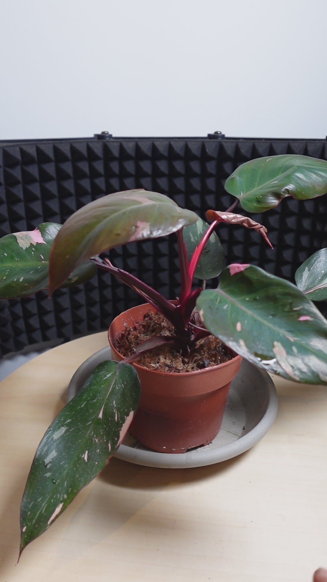 Philodendron 'Burgundy Princess'
