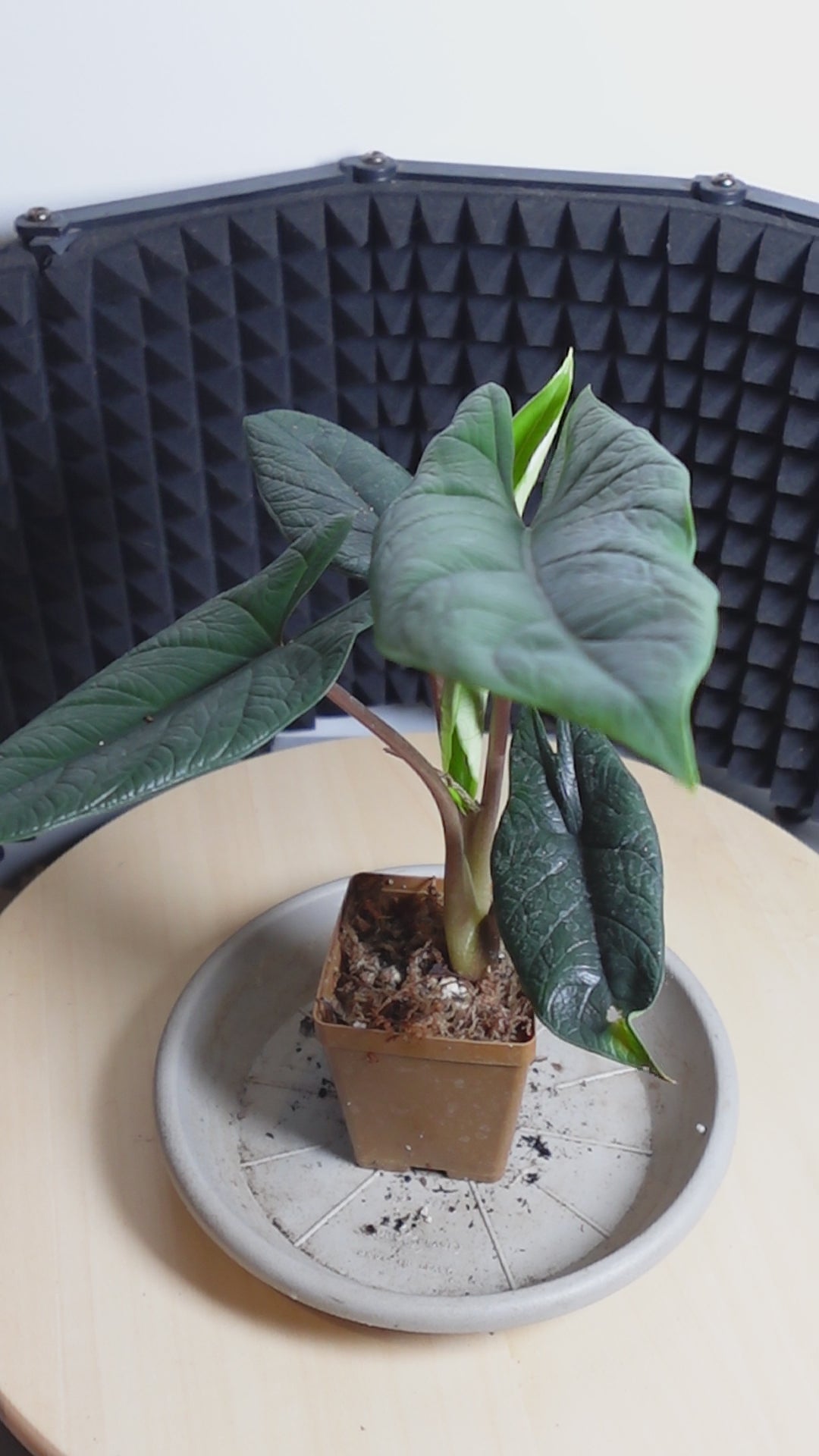 Alocasia scalprum