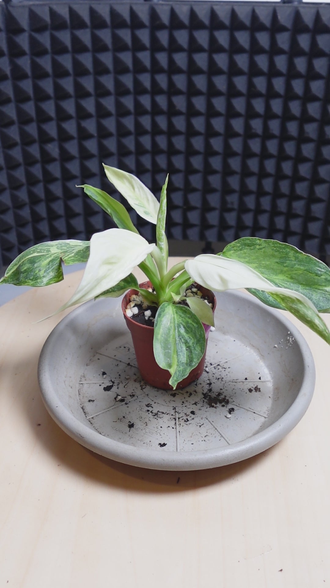 Philodendron 'Jose Buono'