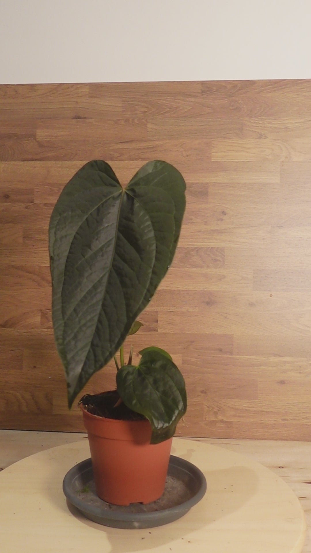 Anthurium 'Queen of Hearts'
