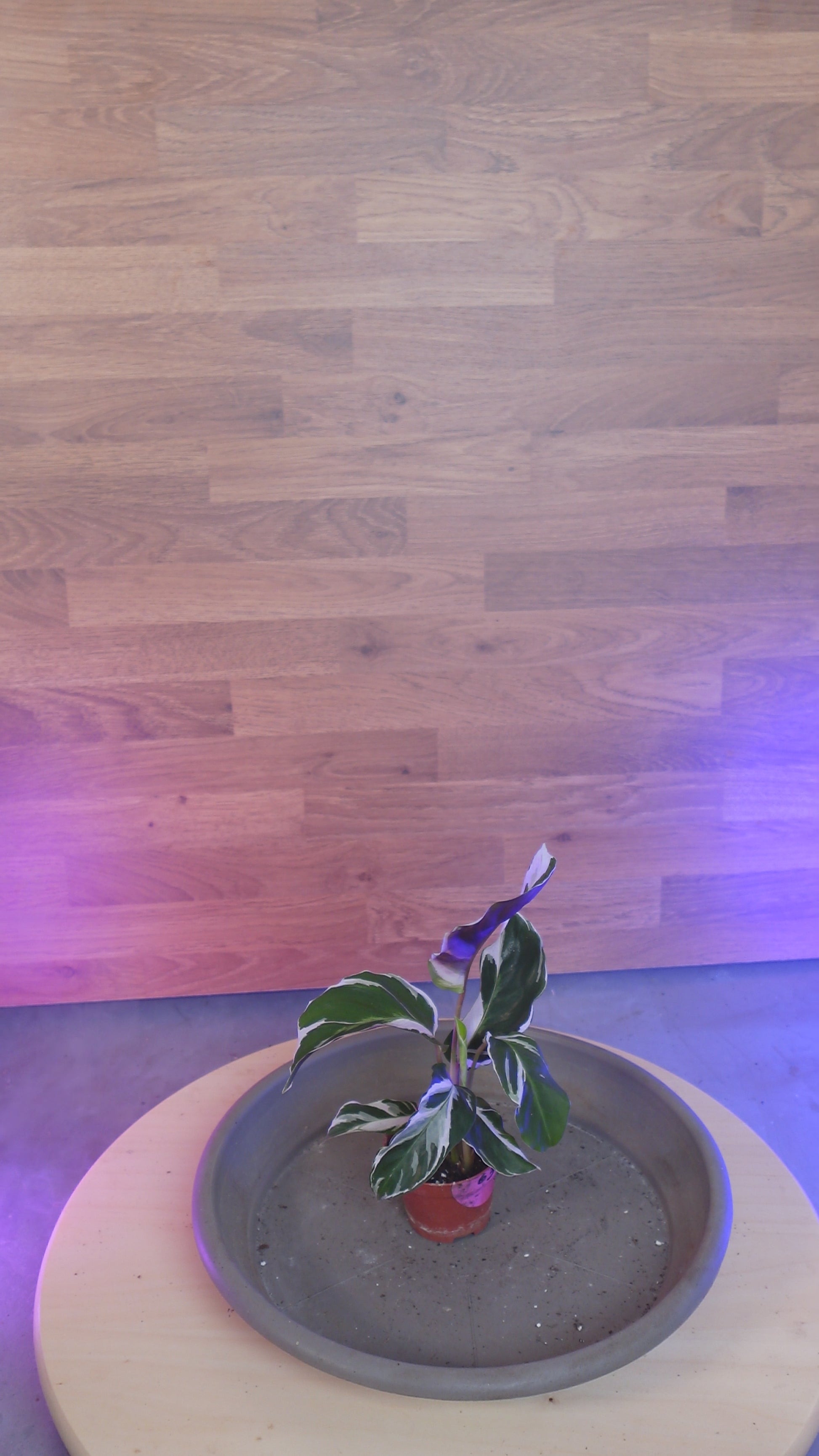 Calathea 'White Miracle'