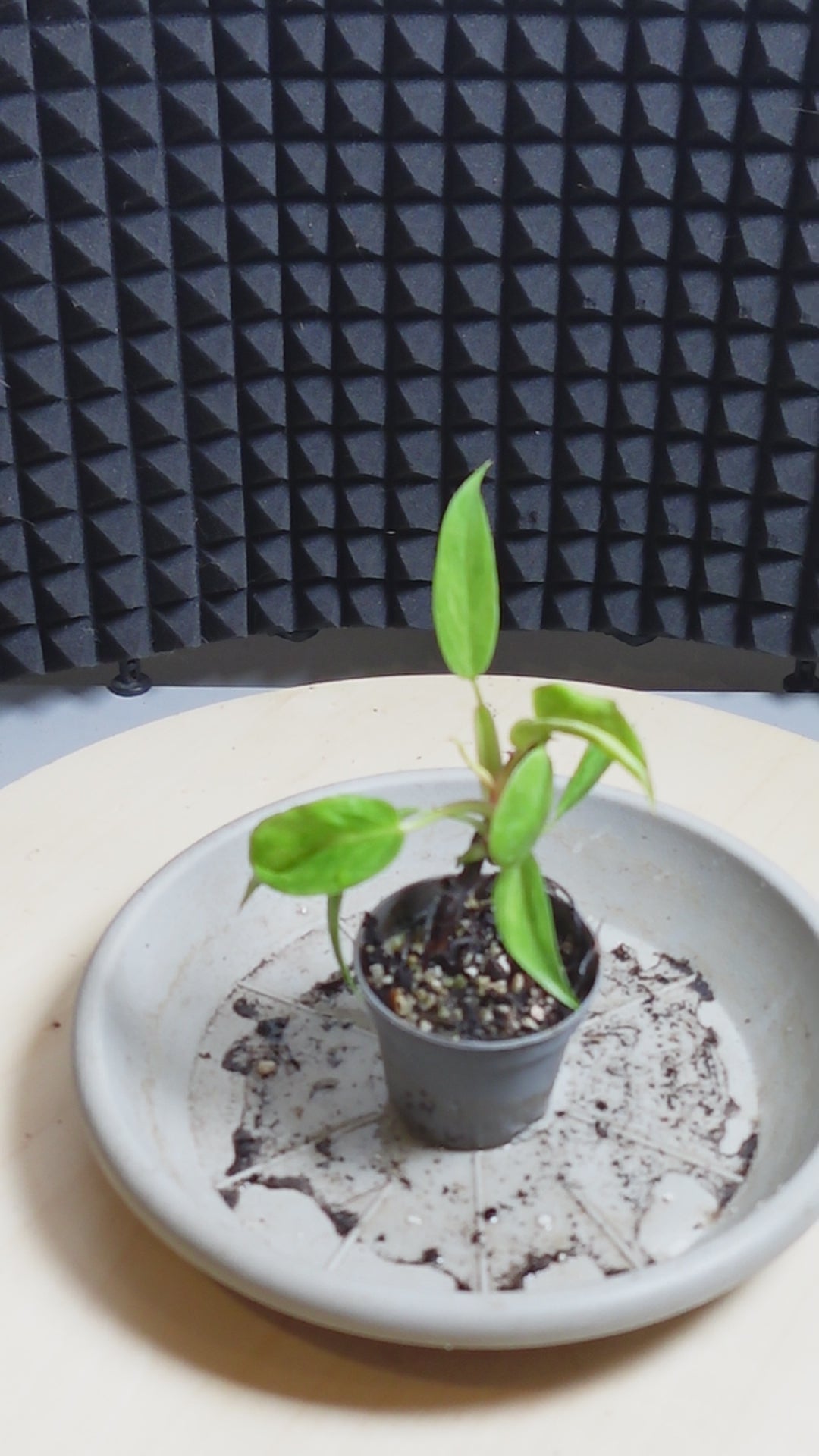 Philodendron painted lady