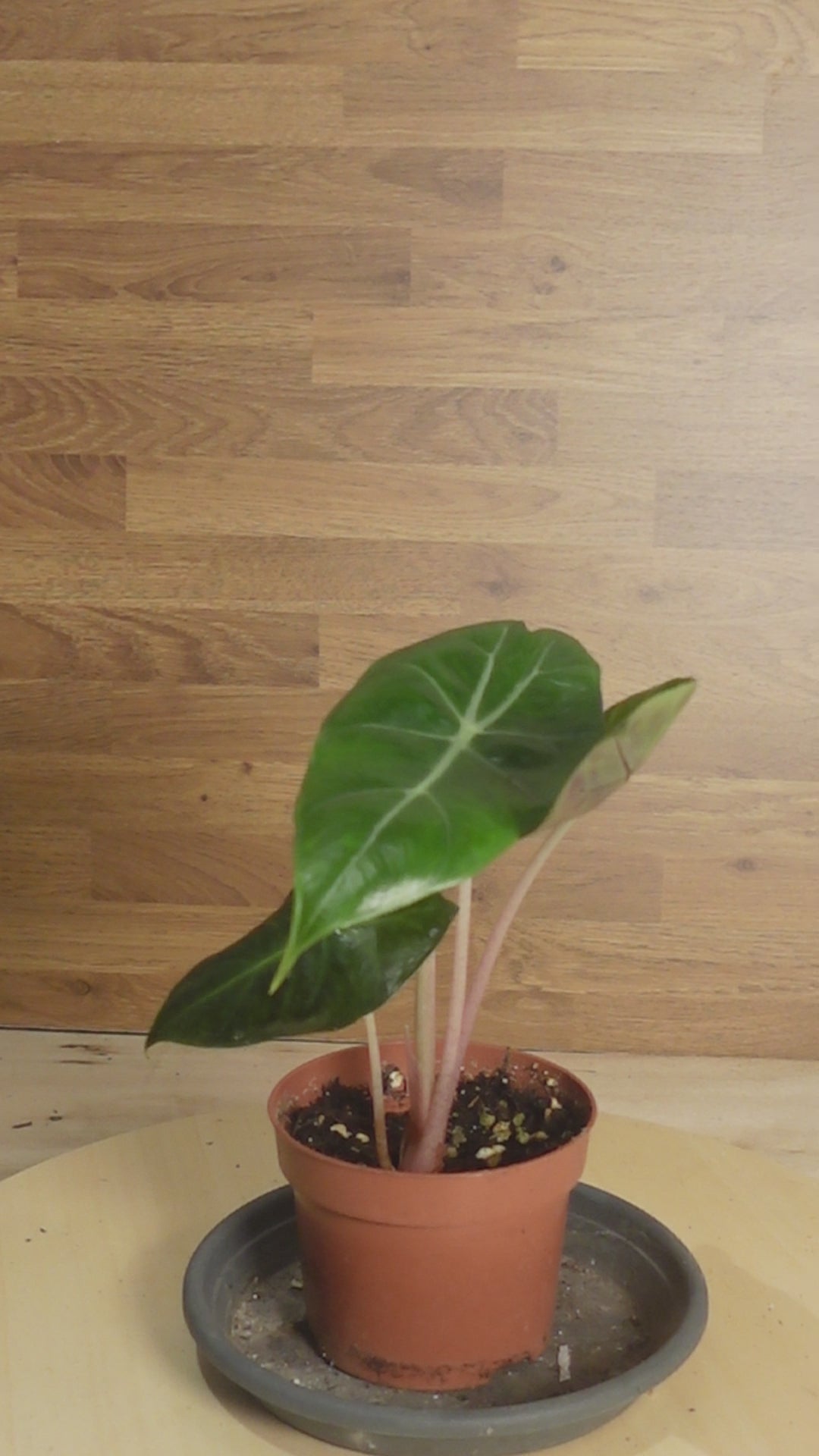 Alocasia pink dragon