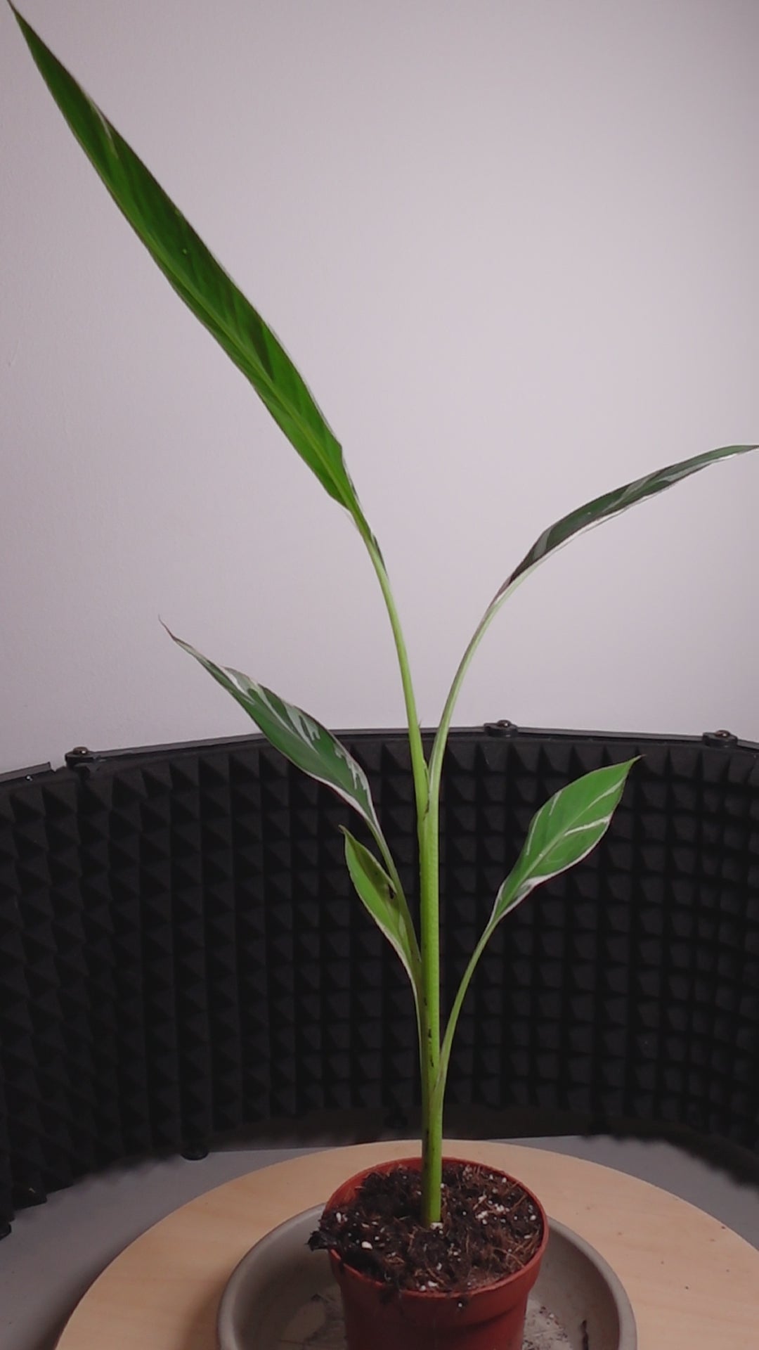 Musa 'Florida Variegata'