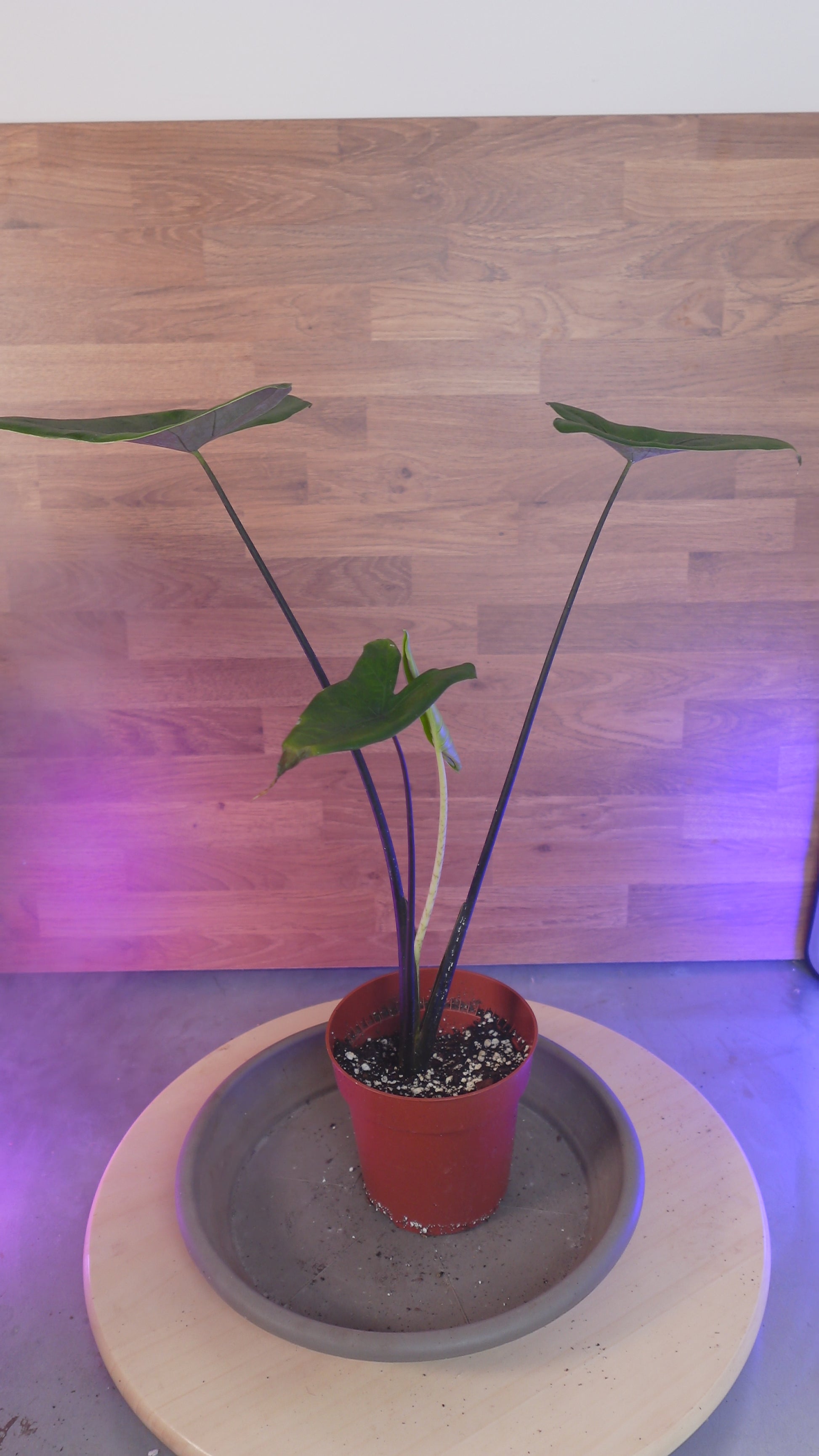 alocasia black zebrina