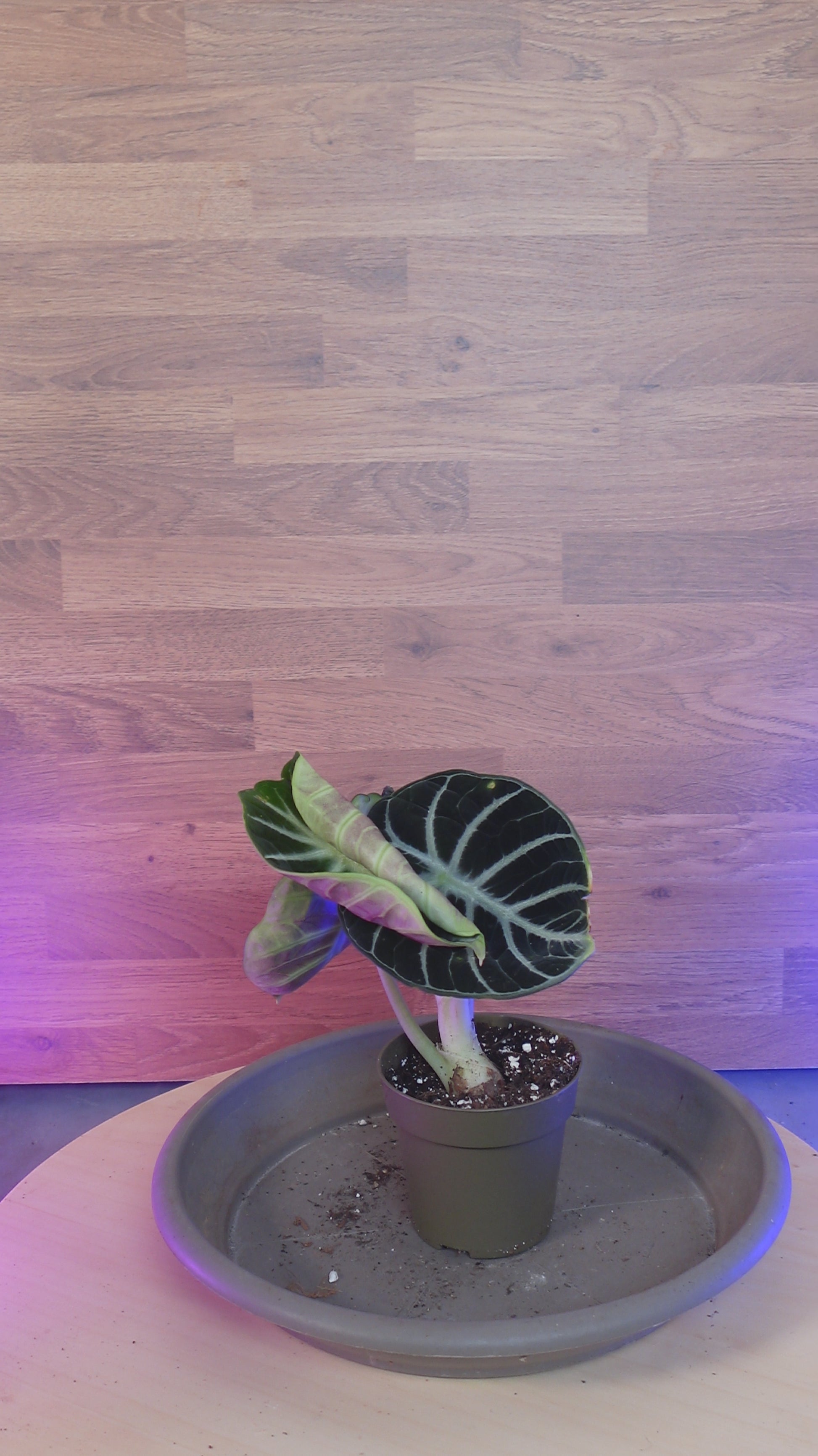 Alocasia black ninja