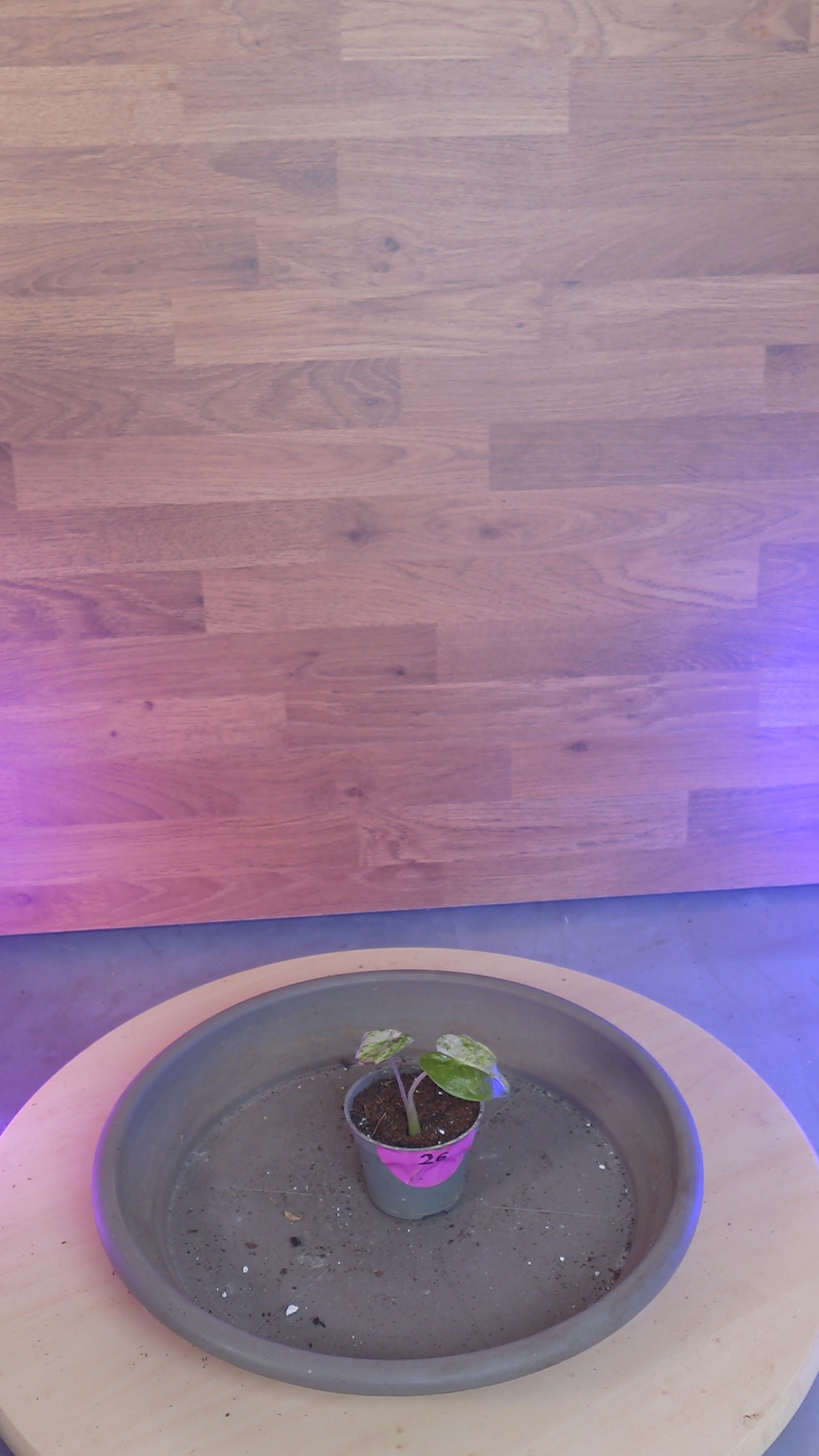 Alocasia macrorrhizos 'Splash'