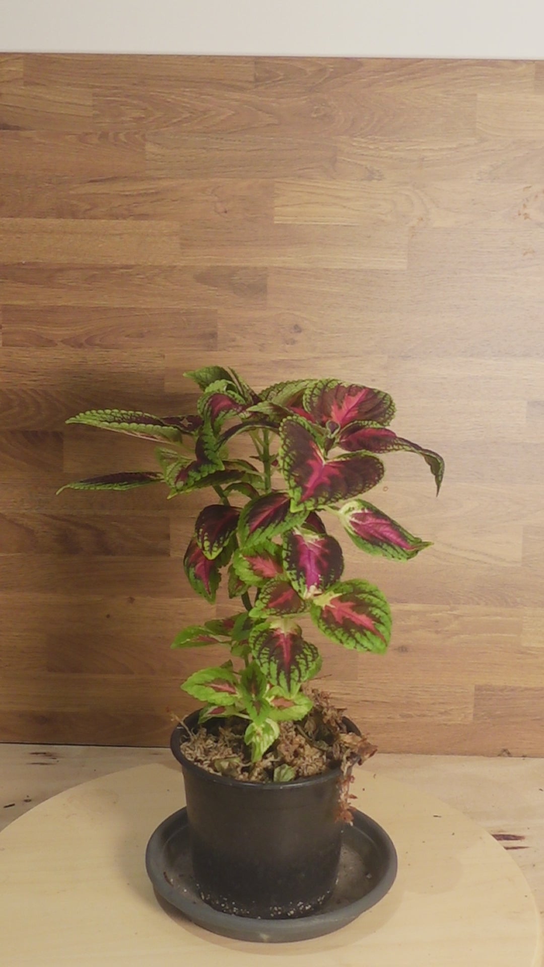 coleus scutellarioides